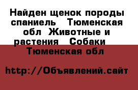 Найден щенок породы спаниель - Тюменская обл. Животные и растения » Собаки   . Тюменская обл.